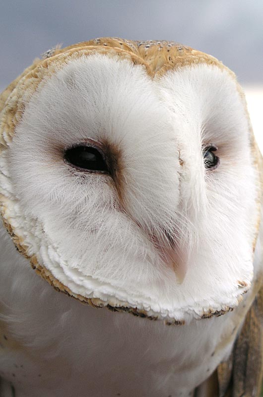 The Barn Owl seen at the Sonora Desert Museum near Tucson, Arizona